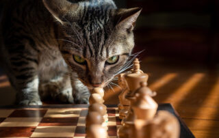 Chessboard and cat